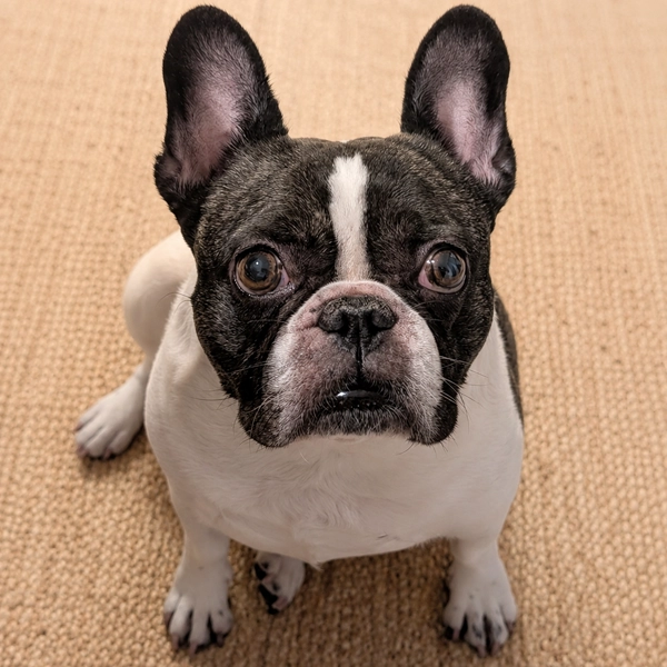 Penny sitting on a wooden floor