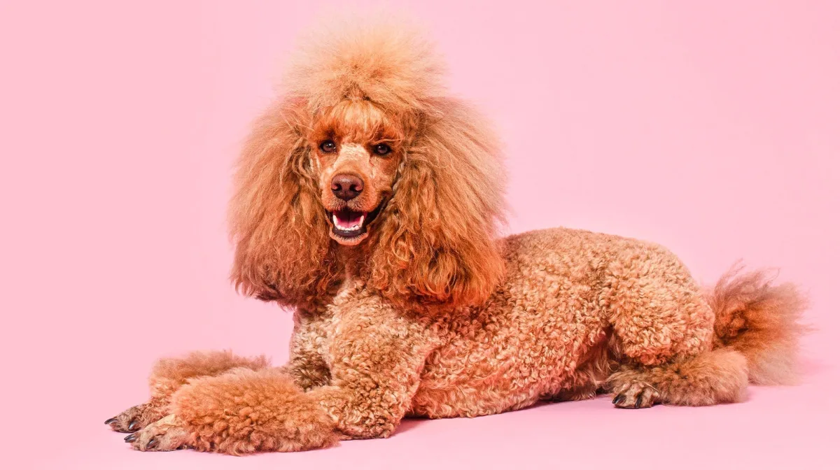Diva Magazine Star original pet photo