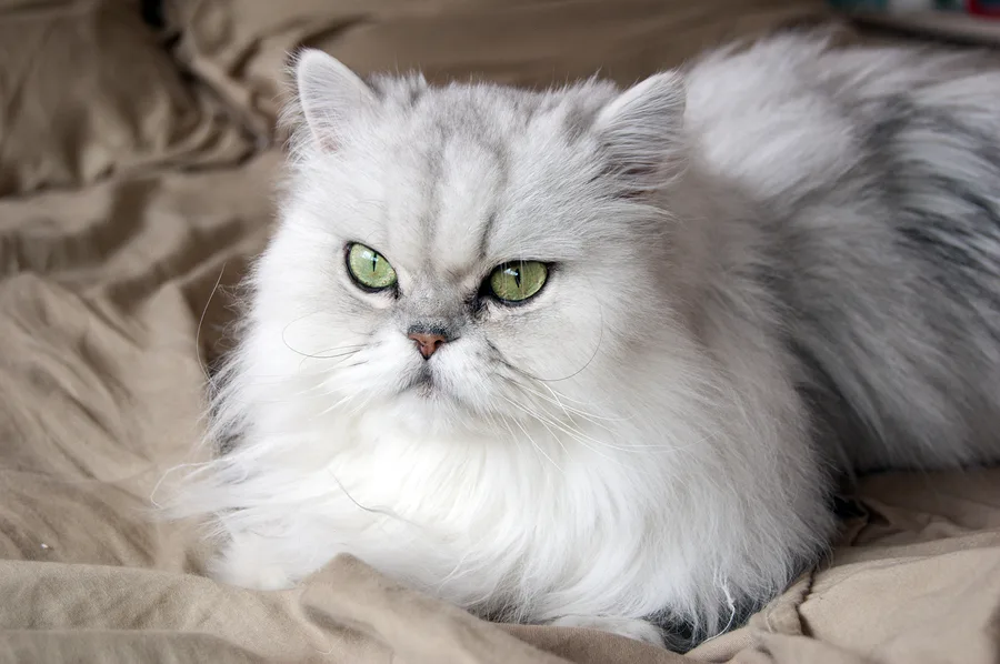 Paw Duchess original pet photo