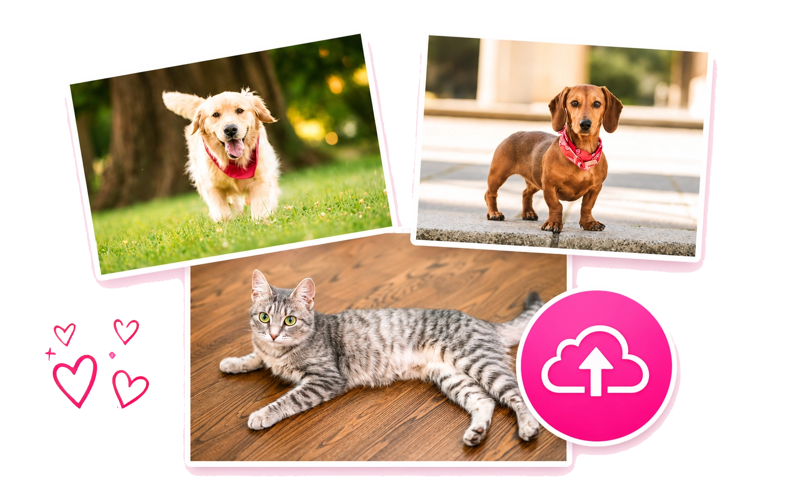 Three pet photos ready to upload