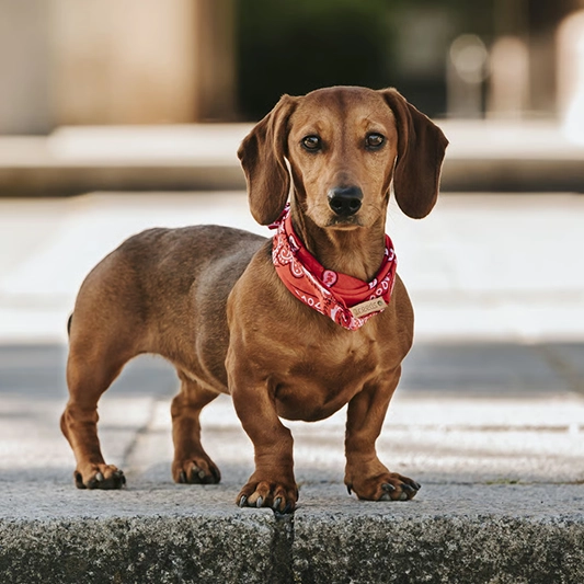 Pet photo used for a PawStars portrait